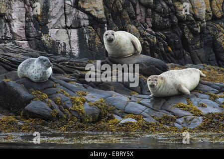 graue Dichtung (Halichoerus Grypus), auf Felsen, Vereinigtes Königreich, England, Northumberland liegend Stockfoto