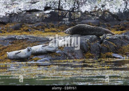 graue Dichtung (Halichoerus Grypus), auf Felsen, Vereinigtes Königreich, England, Northumberland liegend Stockfoto