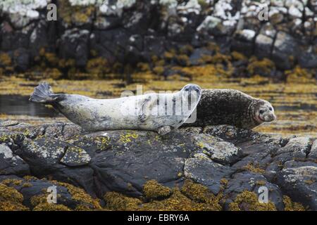 graue Dichtung (Halichoerus Grypus), auf Felsen, Vereinigtes Königreich, England, Northumberland liegend Stockfoto