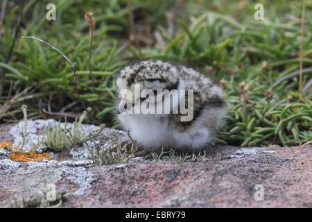 Flussregenpfeifer-Regenpfeifer (Charadrius Hiaticula), Küken, Vereinigtes Königreich, Schottland Stockfoto