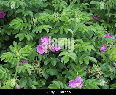 Rugosa Rose, japanische rose (Rosa Rugosa), blühen Stockfoto