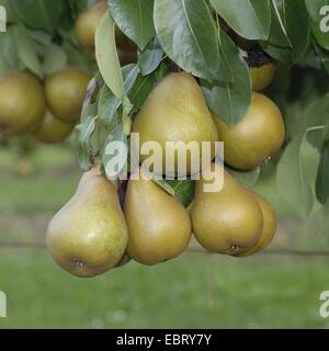 gemeinsamen Birne (Pyrus Communis 'Gellerts Butterbirne', Pyrus Communis Gellerts Butterbirne), Sorte Gellerts Butterbirne Stockfoto