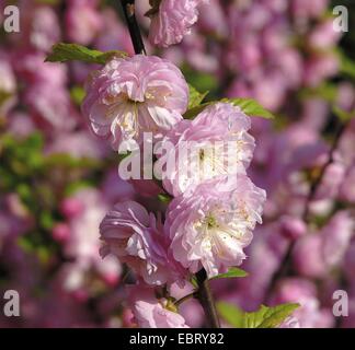 Blühende Mandel (Prunus Triloba), blühen Stockfoto