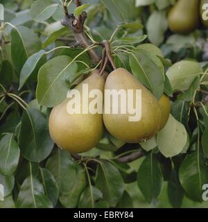 gemeinsamen Birne (Pyrus Communis 'Gellerts Butterbirne', Pyrus Communis Gellerts Butterbirne), Sorte Gellerts Butterbirne Stockfoto