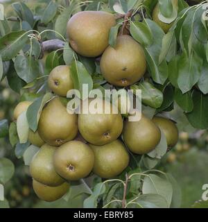 gemeinsamen Birne (Pyrus Communis 'Gellerts Butterbirne', Pyrus Communis Gellerts Butterbirne), Sorte Gellerts Butterbirne Stockfoto