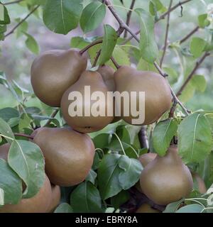 gemeinsamen Birne (Pyrus Communis 'Uta', Pyrus Communis Uta), Sorte Mme Uta Stockfoto