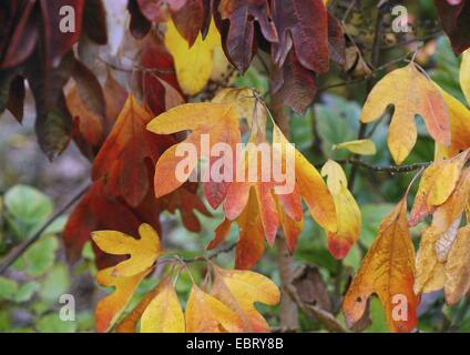 Sassafras (Sassafras Albidum), Blätter im Herbst Stockfoto