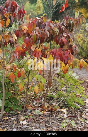 Sassafras (Sassafras Albidum), mit Herbstlaub Stockfoto