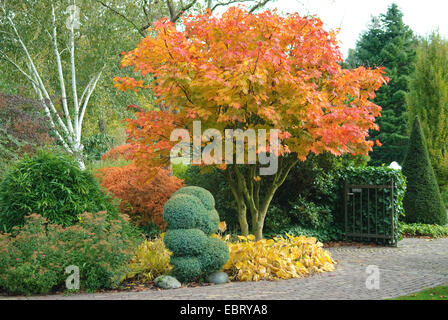 Japanischer Ahorn (Acer Japonicum), im Herbst Stockfoto