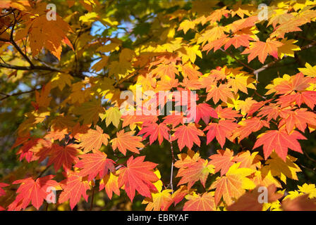 Japanischer Ahorn (Acer Japonicum), verlässt Zweig mit Herbst Stockfoto