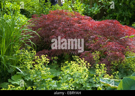 Japanischer Ahorn (Acer Palmatum 'Dissectum Garnet', Acer Palmatum Dissectum Garnet), im Herbst Stockfoto