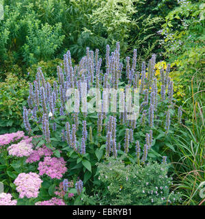 Anis-Ysop, blauen Riesen Ysop (Wildform Foeniculum, Wildform Anethiodora, Wildform Anisata, Niederwendischen Foeniculum), blühen Stockfoto