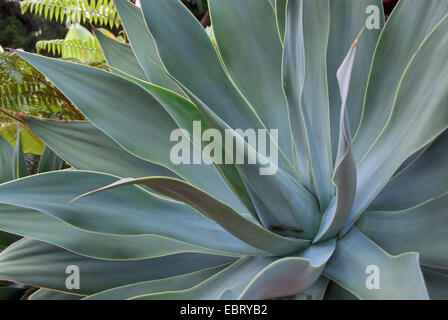 Fuchsschwanz Agave, rückgratlose Jahrhundertpflanze (Agave Attenuata), Grundrosette Stockfoto