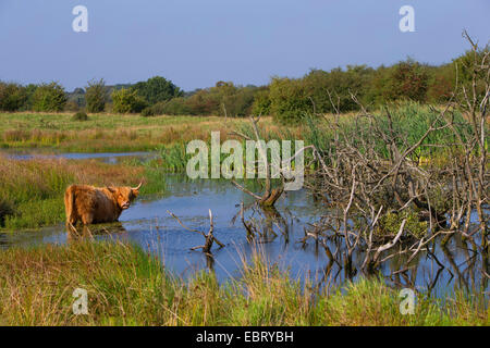 Schottische Hochlandrinder (Bos Primigenius F. Taurus), stehend in einem Teich, Deutschland, Schleswig-Holstein Stockfoto