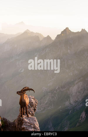 Alpensteinbock (Capra Ibex, Capra Ibex Ibex), steht auf einem Tor im Morgenlicht, Schweiz, Alpstein, Altmann Stockfoto