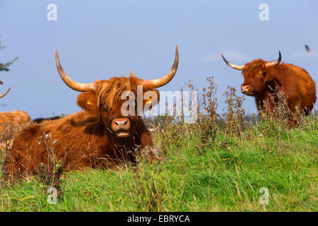 Schottische Hochlandrinder (Bos Primigenius F. Taurus), Herde auf der Weide, Deutschland, Schleswig-Holstein Stockfoto