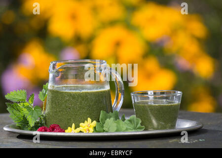 Green Smoothie gemacht von Brennnessel und Löwenzahn Stockfoto