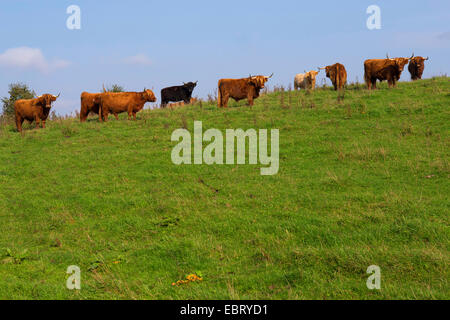 Schottische Hochlandrinder (Bos Primigenius F. Taurus), Herde auf der Weide, Deutschland, Schleswig-Holstein Stockfoto