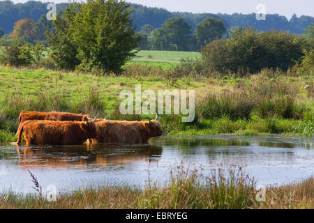 Schottische Hochlandrinder (Bos Primigenius F. Taurus), Herde stehen in einem Teich, Deutschland, Schleswig-Holstein Stockfoto