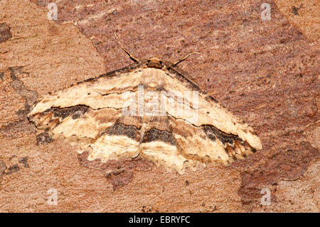 Winkte Umbra (Menophra Abruptaria) Motte, Männchen in Ruhe getarnt gegen Baumrinde in einem Garten in Thirsk, North Yorkshire. Stockfoto