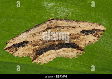 Winkte Umbra (Menophra Abruptaria) Motte, Männchen ruht auf einem Blatt in einem Garten in Thirsk, North Yorkshire. Mai. Stockfoto