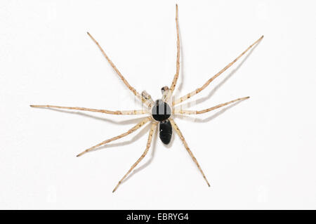 Laufenden Krabbe Spinne (Philodromus Dispar) Männchen auf einer weißen Wand in einem Haus in Thirsk, North Yorkshire. Mai. Stockfoto