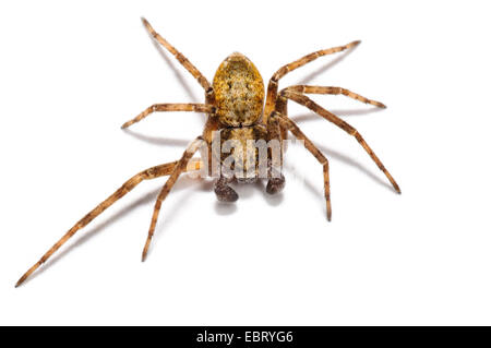 Laufenden Krabbe Spinne (Philodromus Cespitum) Männchen auf einer weißen Wand in einem Haus in Thirsk, North Yorkshire. Mai. Stockfoto