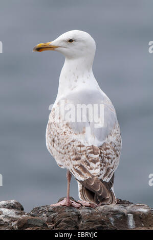 Im zweiten Winter Gefieder steht auf einer Klippe auf Inner Farne, Farne Islands, Northu juvenile Silbermöwe (Larus Argentatus) Stockfoto