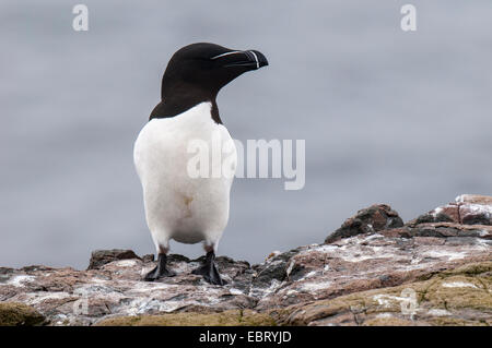 Tordalk (Alca Torda) Erwachsenen steht auf einer Klippe auf Inner Farne, Farne Islands, Northumberland. Mai. Stockfoto