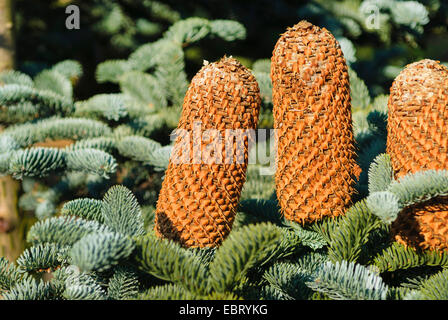 Edle Tanne, rote Tanne, Weißtanne (Abies Procera 'Glauca', Abies Procera Glauca, Abies Nobilis), Zweig mit Zapfen, Sorte Glauca Stockfoto