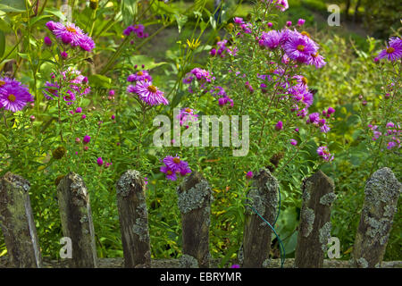 Neuengland-Aster (Aster Novae-Angliae), Astern im Garten, Deutschland, Niedersachsen Stockfoto