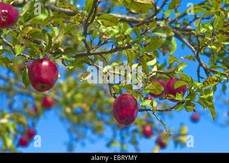 Apfelbaum (Malus Domestica 'Gloster', Malus Domestica Gloster), Äpfel der Sorte Gloster, Deutschland Stockfoto