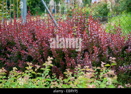 Japanische Berberitze (Berberis Thunbergii 'Atropurpea', Berberis Thunbergii Atropurpea), Sorte Atropurpea Stockfoto