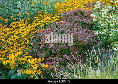 Japanische Berberitze (Berberis Thunbergii 'Atropurpea Nana', Berberis Thunbergii Atropurpea Nana), Sorte Atropurpea Nana mit Rudbeckia Stockfoto