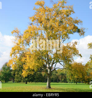 Papier-Birke (Betula Papyrifera), im Herbst Stockfoto