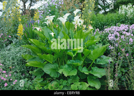 Calla Lily (Zantedeschia spec.), in einem Garten Stockfoto