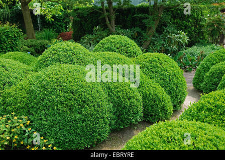 gemeinsame Box, Buchsbaum (Buxus Sempervirens var. Arborescens, Buxus Sempervirens Arborescens), Hecke, Niederlande, Appeltern Stockfoto