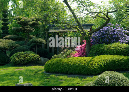 gemeinsamen Feld, Buchsbaum (Buxus Sempervirens 'Suffruticosa', Buxus Sempervirens Suffruticosa), Sorte Suffruticosa in einem japanischen Garten Stockfoto