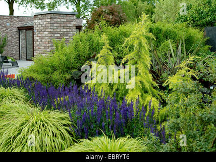 Gelbe Deodar Zeder, gelbe indische Zeder (Cedrus Deodara 'Golden Horizon', Cedrus Deodara Golden Horizon), Sorte Golden Horizon in eine frontgarden Stockfoto