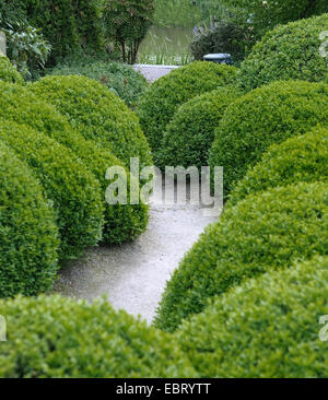 gemeinsame Box, Buchsbaum (Buxus Sempervirens var. Arborescens, Buxus Sempervirens Arborescens), Hecke, Niederlande, Appeltern Stockfoto