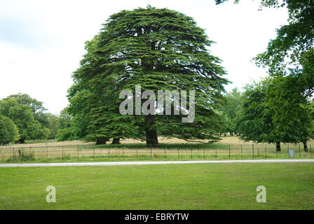 Libanon-Zeder (Cedrus Libani), einziger Baum Stockfoto