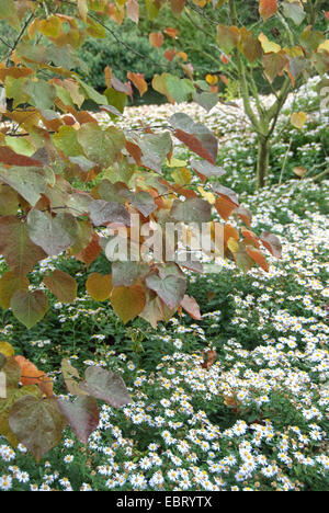 Nordamerika rote Knospe (Cercis Canadensis 'Forest Pansy', Cercis Canadensis Forest Pansy), Sorte Forest Pansy, im Herbst Stockfoto