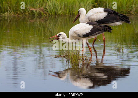 Weißstorch (Ciconia Ciconia), zwei junge weiße Störche auf den Feed in einem Teich, der Schweiz, Sankt Gallen, Rheineck Stockfoto