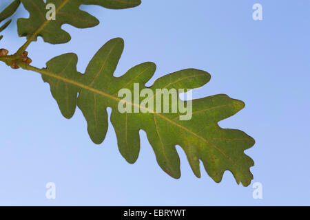 Pyrenäen-Eiche (Quercus Pyrenaica), Blatt gegen blauen Himmel Stockfoto