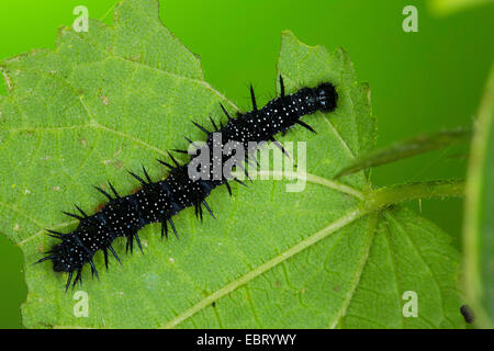 Pfau Motte, Pfau (Inachis Io, Nymphalis Io), Raupe auf Stingnettle, Deutschland Stockfoto