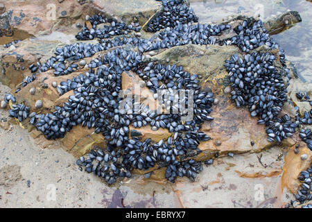 Muschelschalen am Strand in der Cornish Fischen Dorf Port Isaac. Stockfoto