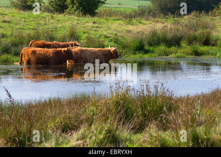 Schottische Hochlandrinder (Bos Primigenius F. Taurus), Herde stehen in einem Teich, Deutschland, Schleswig-Holstein Stockfoto