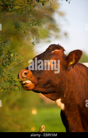 Hausrind (Bos Primigenius F. Taurus), Essen von einer Hecke, Deutschland, Schleswig-Holstein Stockfoto