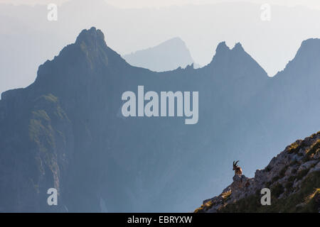 Alpensteinbock (Capra Ibex, Capra Ibex Ibex), Steinbock in Berglandschaft mit schönen Stimmungsbeleuchtung, Schweiz, Alpstein, Altmann Stockfoto