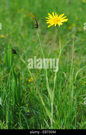 Oriental etwa Béart, Jack-Go-To-Bed-At-Noon (Tragopogon Pratensis Subspecies Orientalis, Tragopogon Orientalis), blühen auf einer Wiese, Deutschland, Bayern, Oberbayern, Oberbayern, Murnauer Moos Stockfoto